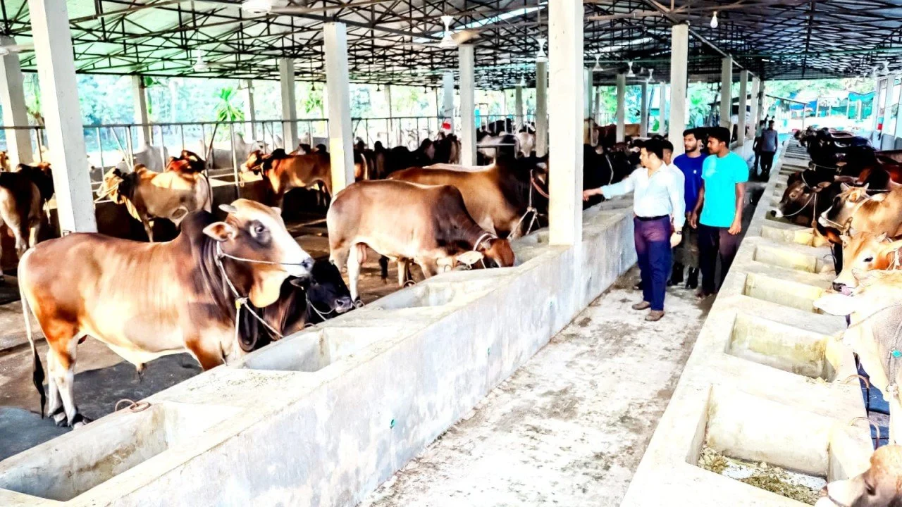 আধুনিক গবাদি পশু পালন